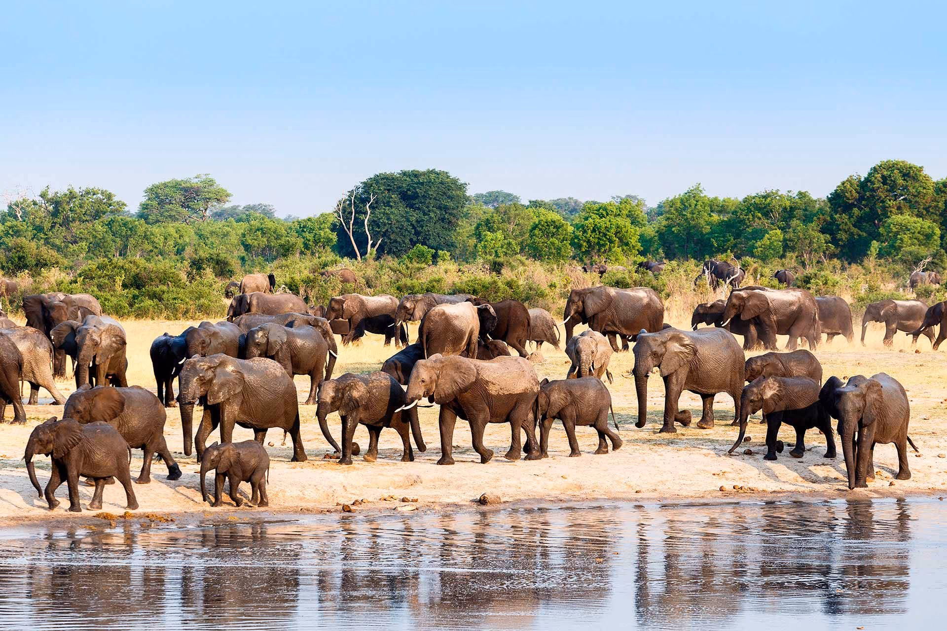 Victoria falls bande de Caprivi delta de l’Okavango Maun delta Moremi parc Chobe Kwange et chutes