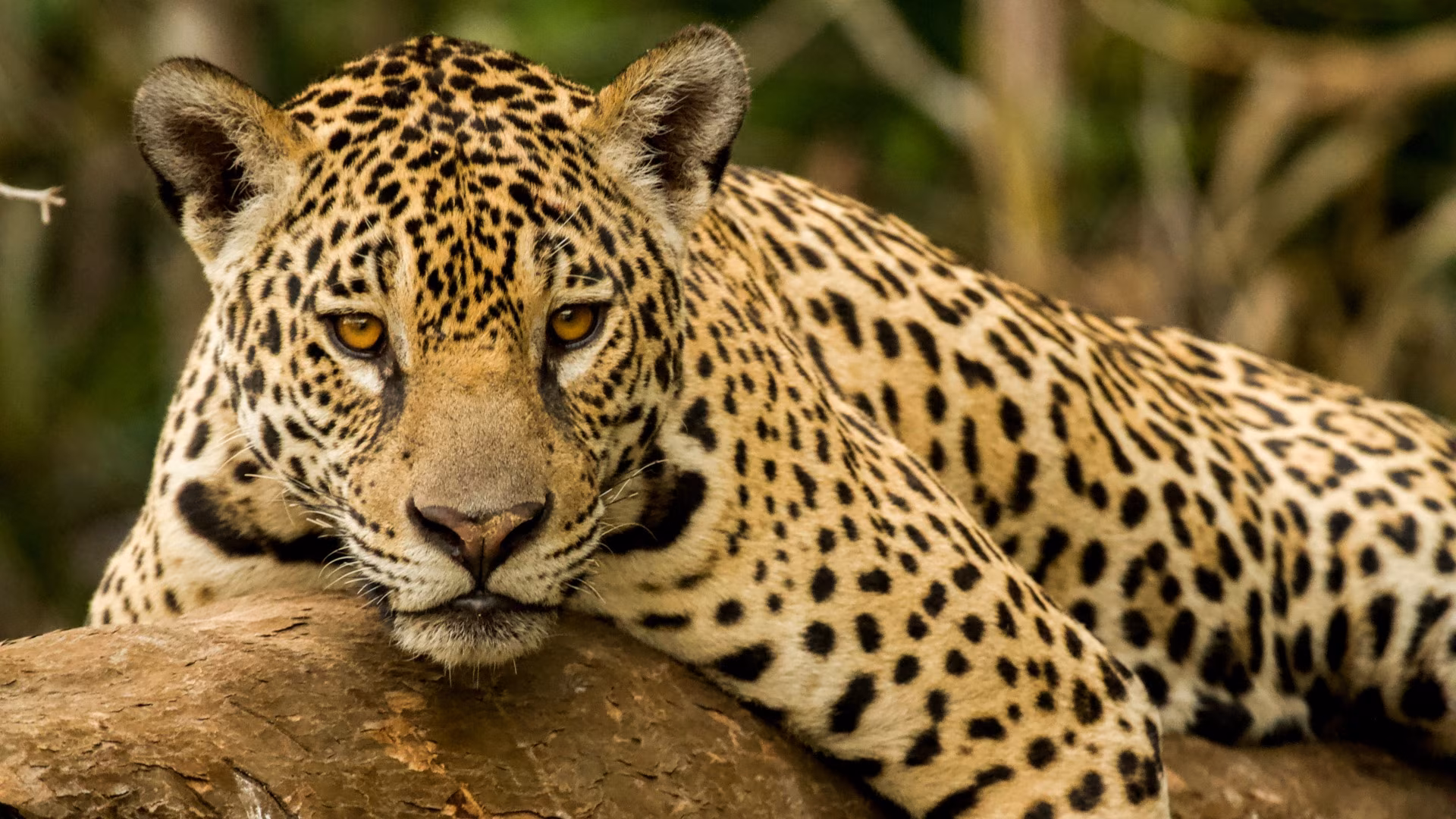 Immersion dans le nord du Pantanal