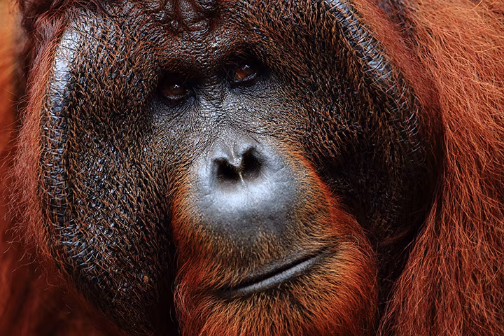 Bornéo: à la rencontre des derniers orangs-outans (en réhabilitation)