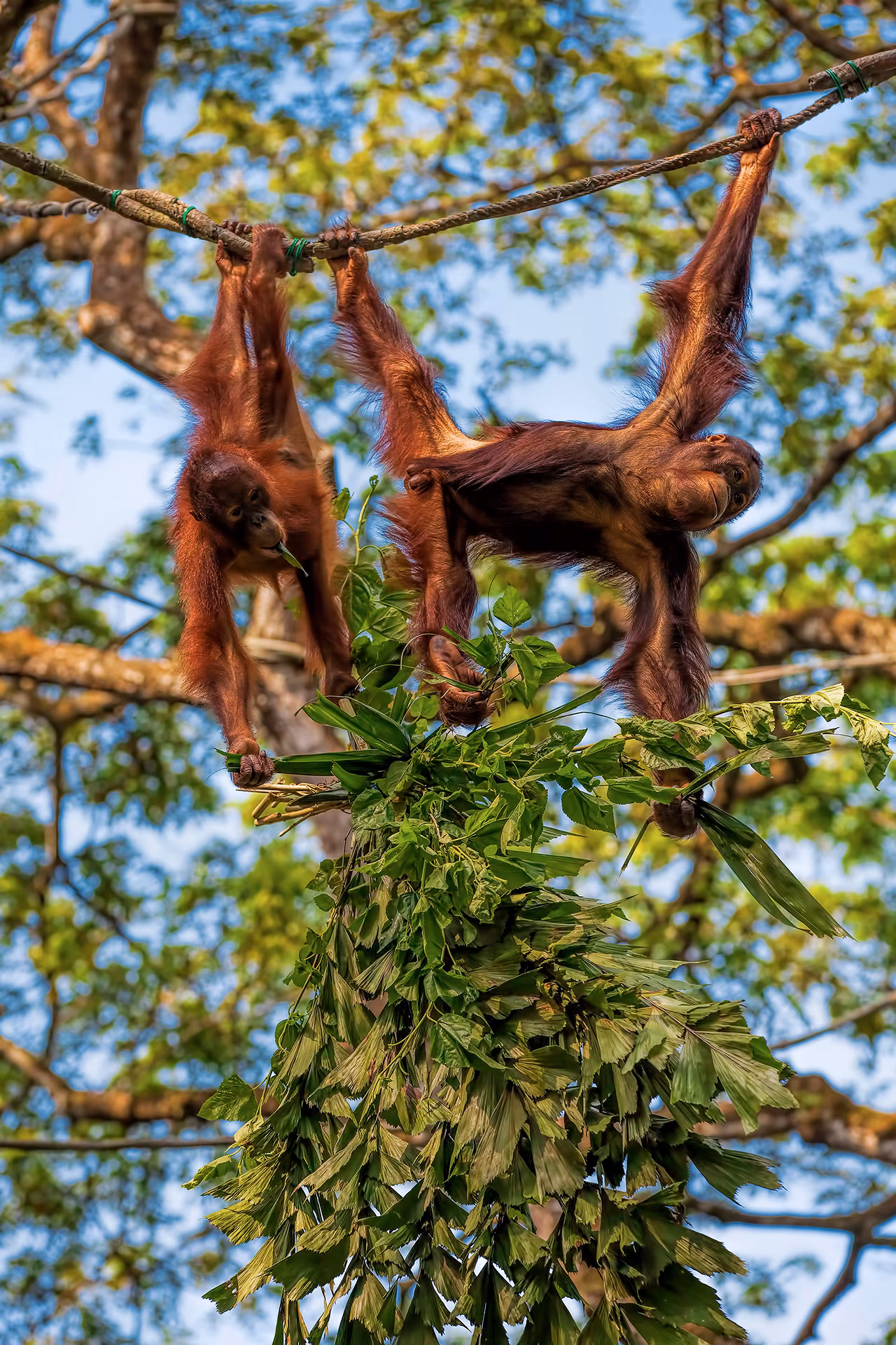 Bornéo: Les derniers orangs outans (en liberté)