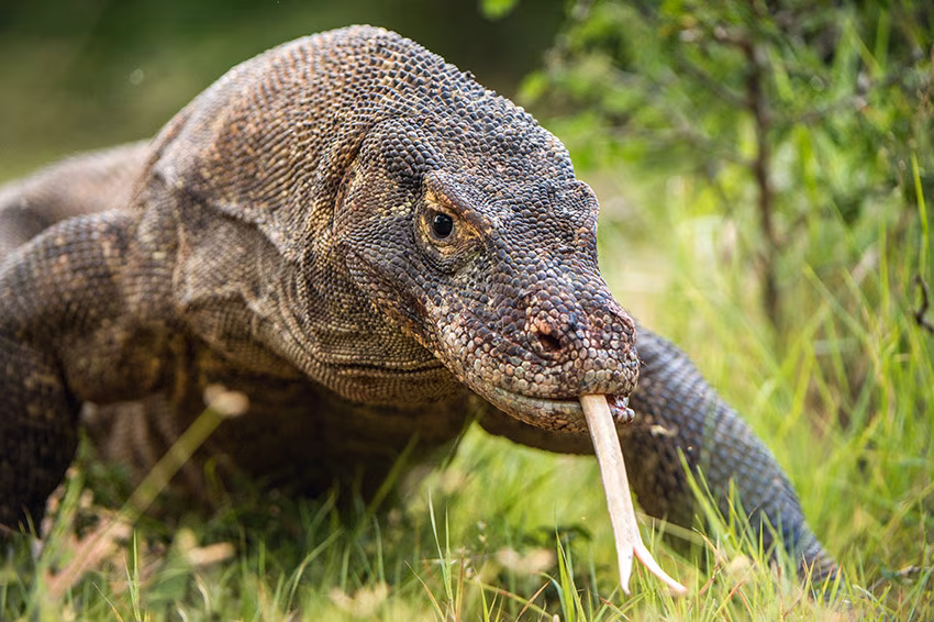 Croisière « zen » à Komodo (4 jours)