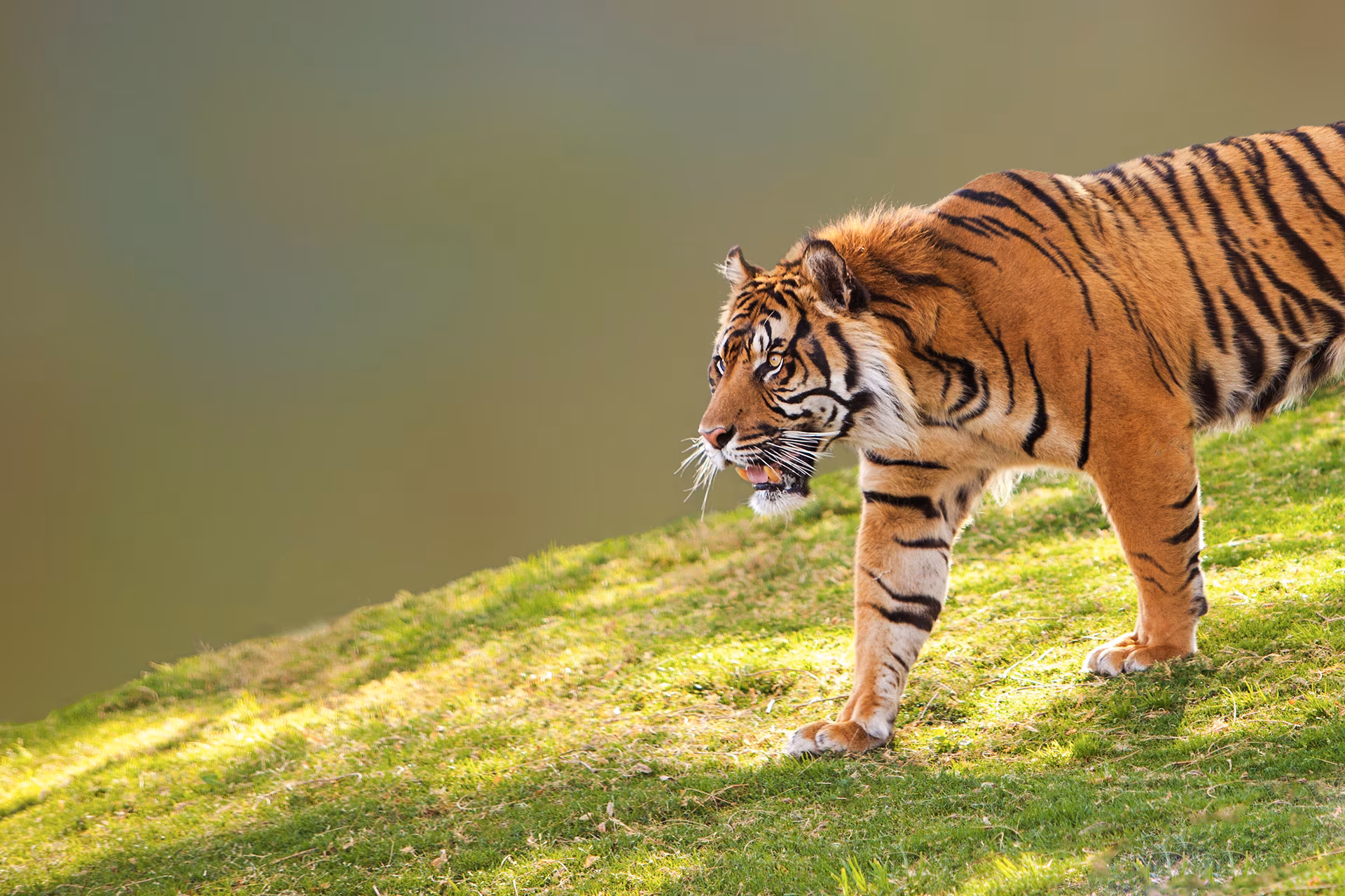 Sur les traces du tigre de Sumatra