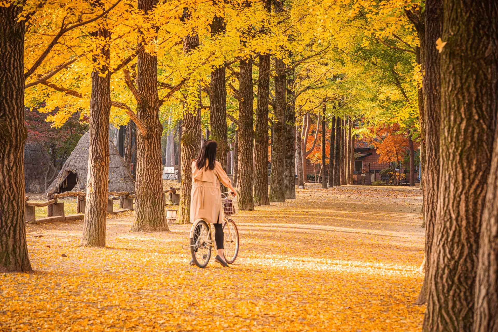 Couleurs d'automne en Corée