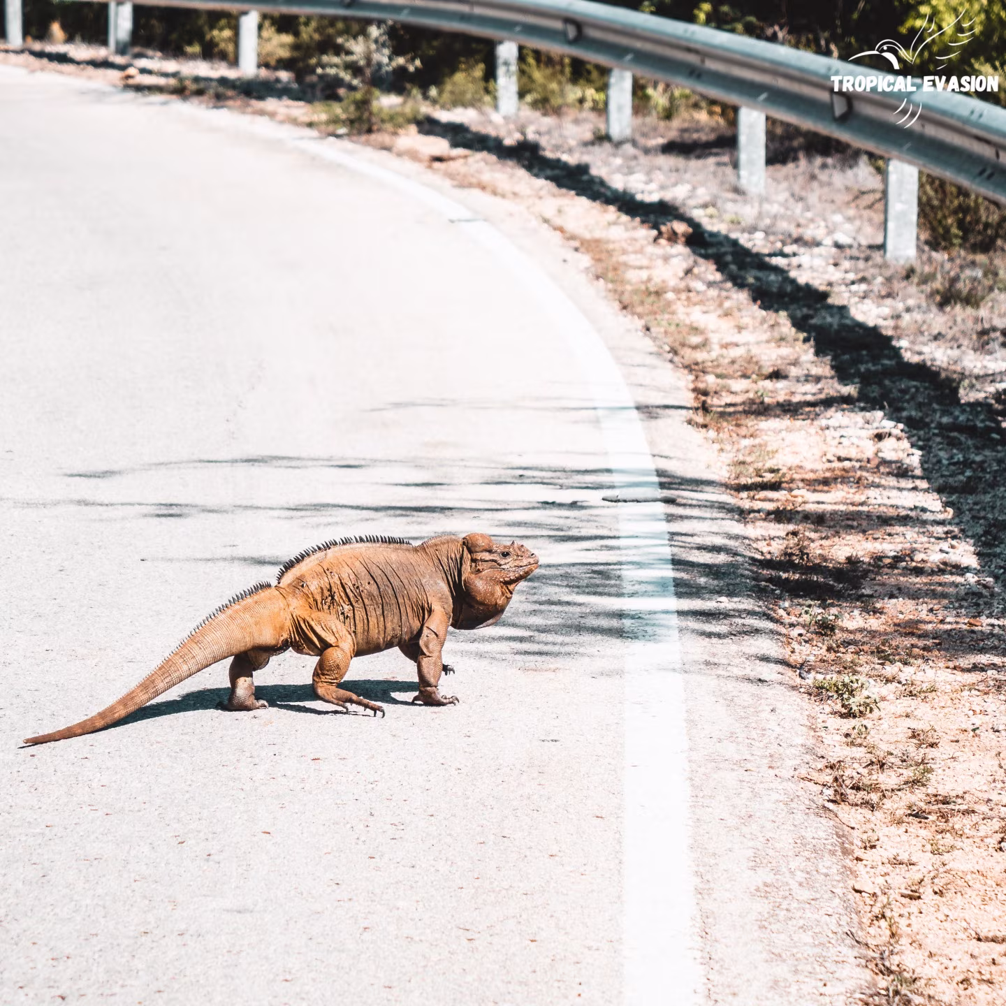 La route du Sud