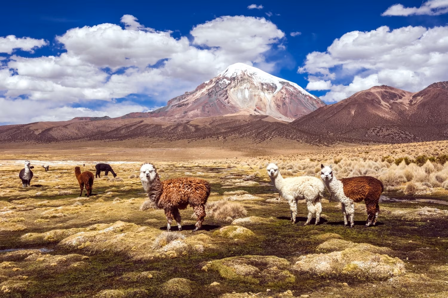 Immensités sauvages de Bolivie