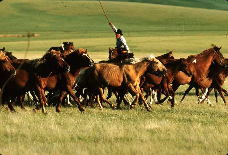 Merveilles de Mongolie